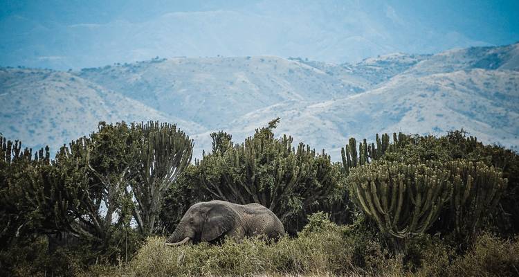 Odyssée ougandaise de 15 jours - GoExplore Safaris 3