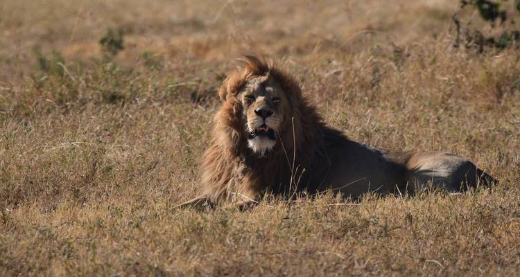 Elephant Safari Discover Tanzania 4 Days **Sustainable Approach to Travel - World Adventure Tours 2