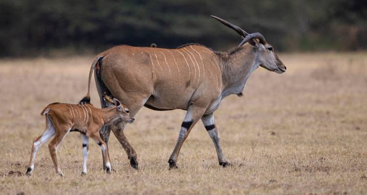 Elephant Safari Discover Tanzania 4 Days **Sustainable Approach to Travel - World Adventure Tours 8
