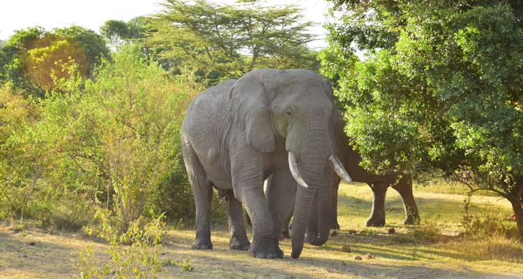 7 Days Masai Mara, the lakes & Amboseli safari. - African Breeze Safaris 2