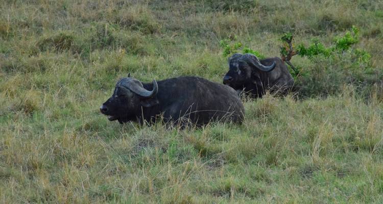 7 Days Masai Mara, the lakes & Amboseli safari. - African Breeze Safaris 3