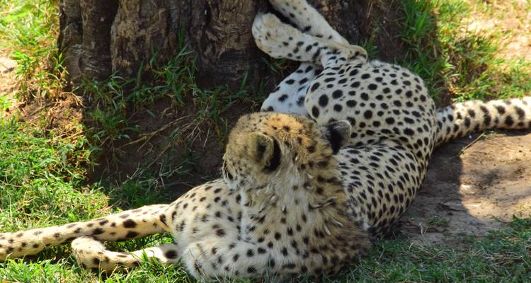 7 Days Masai Mara, the lakes & Amboseli safari. - African Breeze Safaris 4