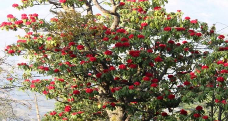Milke Danda excursionismo en Kanchenjunga Nepal oriental - Amazing Authentic Treks  1