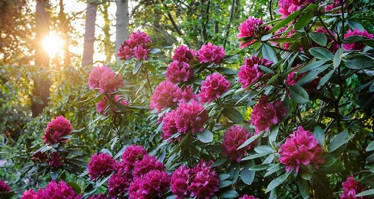 Milke Danda excursionismo en Kanchenjunga Nepal oriental - Amazing Authentic Treks  3