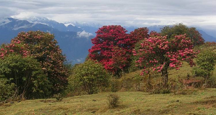 Milke Danda excursionismo en Kanchenjunga Nepal oriental - Amazing Authentic Treks  6