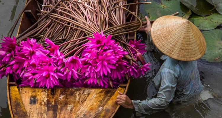 Person in a traditional hat collecting vibrant pink flowers in a boat.