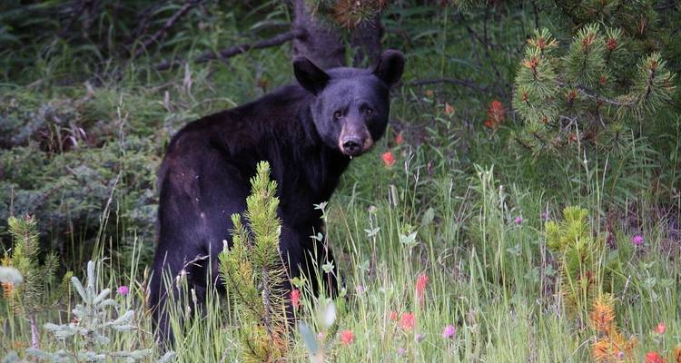 Rocheuses canadiennes : Parcs nationaux vers l'est - G Adventures 2