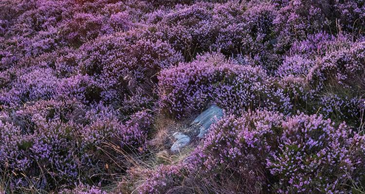 L'enchantement de l'Est de l'Angleterre - Blue-Roads Touring 7