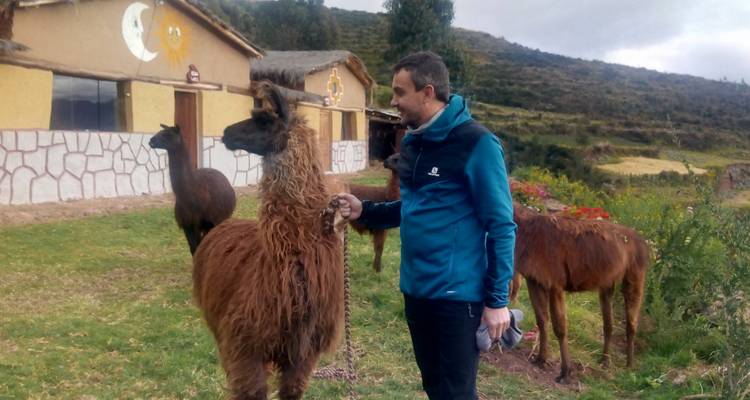 Personne interagissant avec des lamas dans un cadre rural.
