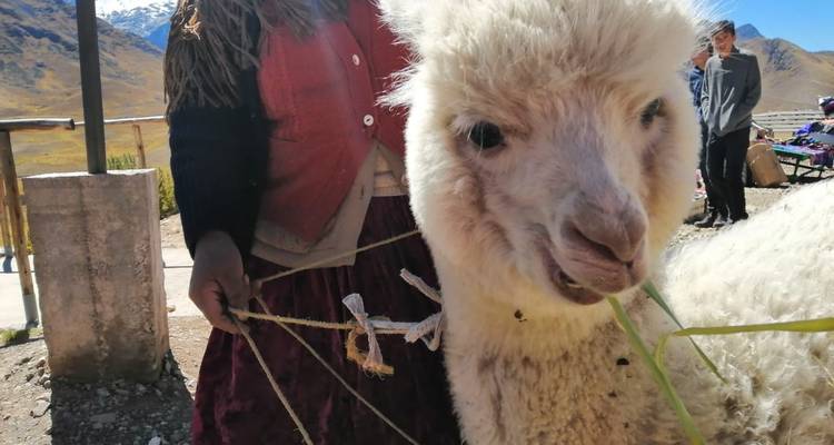 Plan rapproché d'un lama blanc qui se fait nourrir.
