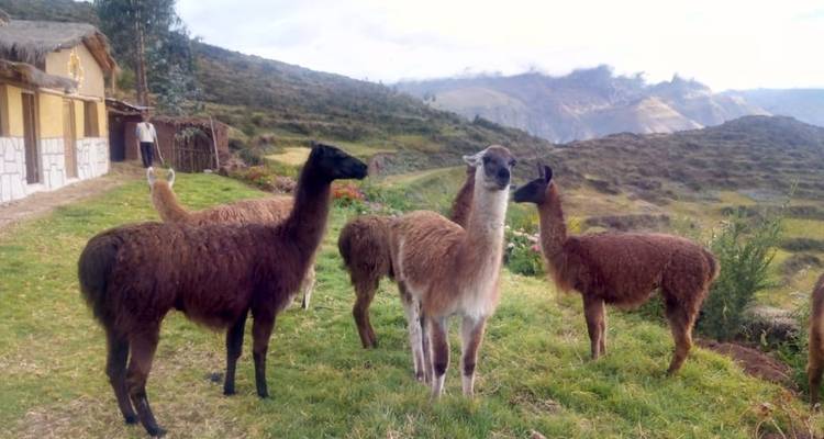 The Peru of the Incas - Terres des Incas 9