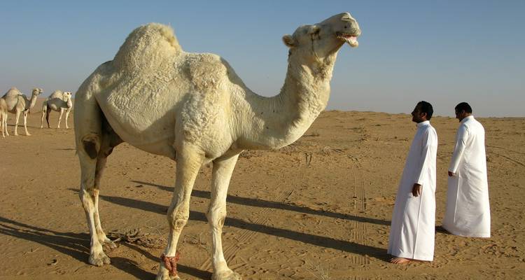 Tailor-Made Private Saudi Arabia Tour with Daily Departure - Agate Travel 7