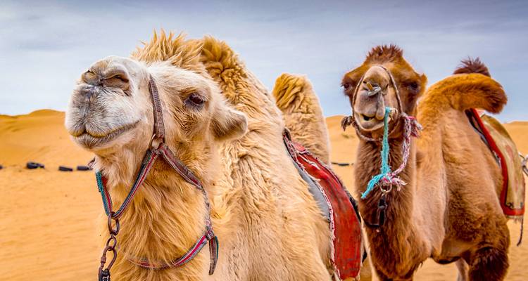 Customized 10 Days Saudi Arabia Trip with Daily Departure - Agate Travel 6
