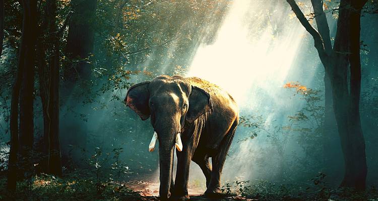 Excursión en tierra: circuito privado de lujo a Munnar y Thekkady - desde Kochi/Goa/Chennai, etc., con vuelos: exóticas plantaciones de té y especias, Santuario de vida salvaje de Periyar - Adreva Trotter Pvt Ltd 1
