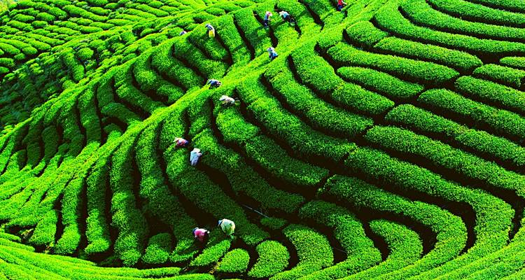 Excursión en tierra: circuito privado de lujo a Munnar y Thekkady - desde Kochi/Goa/Chennai, etc., con vuelos: exóticas plantaciones de té y especias, Santuario de vida salvaje de Periyar - Adreva Trotter Pvt Ltd 9