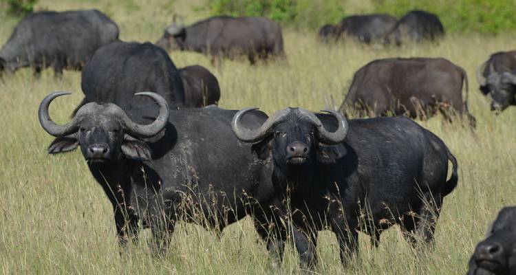 5 JOURS - KRUGER SAFARI OVERLAND TOUR / HÉBERGÉ - Drifters Adventure Tours 2