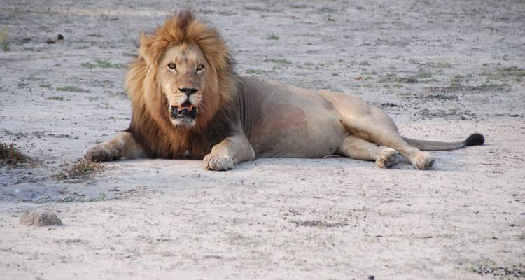 24 JOURS - TOUR D'AFRIQUE AUSTRALE / EN HÉBERGEMENT (Namibie, Botswana, Zimbabwe et Afrique du Sud) - Drifters Adventure Tours 7
