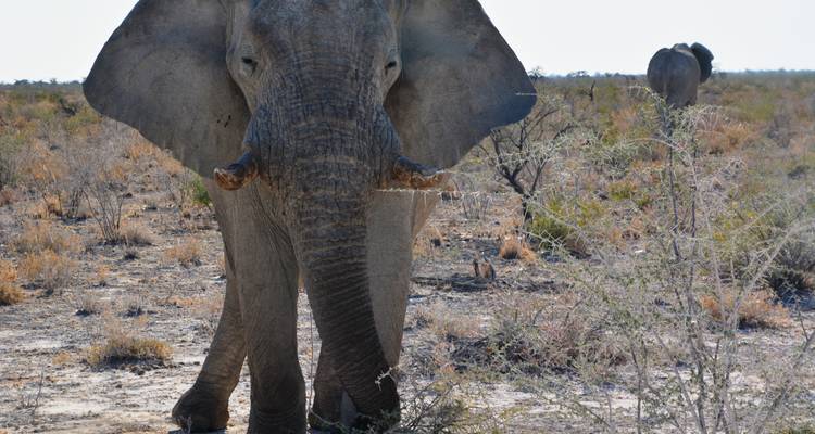 24 JOURS - AFRIQUE AUSTRALE / CAMPING (Namibie, Botswana, Zimbabwe et Afrique du Sud) - Drifters Adventure Tours 4