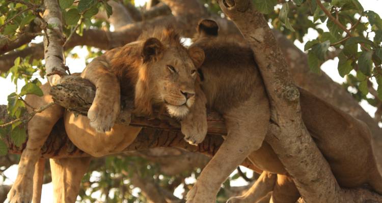 13 DAY - UGANDA OVERLAND TOUR / CAMPING - Drifters Adventure Tours 2
