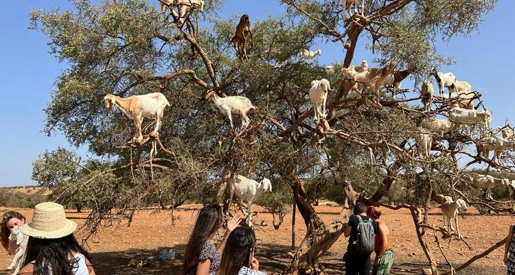 13 jours de Grand Maroc au départ de Casablanca - Tilila Travel 3