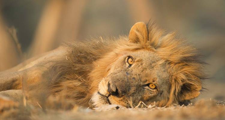 Safari privé en milieu de gamme : Serengeti et randonnée au Mont Kilimandjaro - 7 jours - African Polecat Safaris 3
