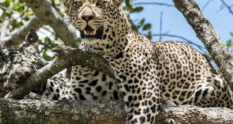 Safari privé en milieu de gamme : Serengeti et randonnée au Mont Kilimandjaro - 7 jours - African Polecat Safaris 4