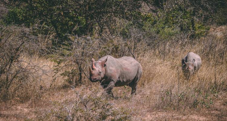 Safari privé en milieu de gamme : Serengeti et randonnée au Mont Kilimandjaro - 7 jours - African Polecat Safaris 8