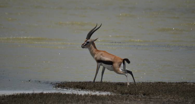 4-Days Private Luxury Safari Visiting Iconic National parks - African Polecat Safaris 3