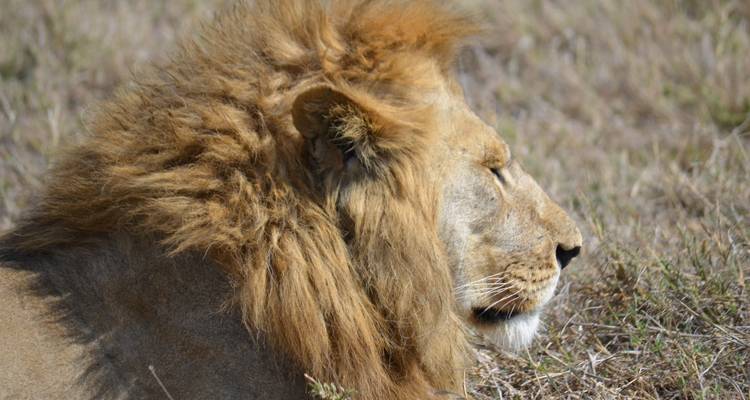 4-Days Private Luxury Safari Visiting Iconic National parks - African Polecat Safaris 4