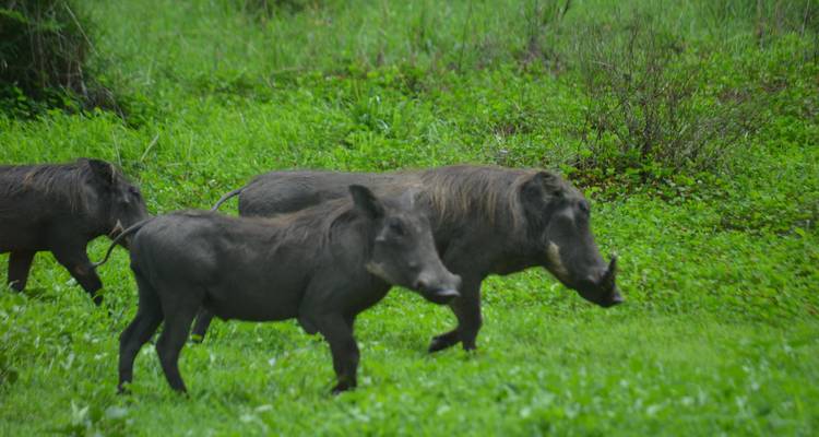 4-Days Private Luxury Safari Visiting Iconic National parks - African Polecat Safaris 6