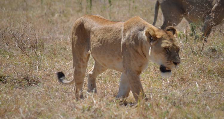 4-Days Private Luxury Safari Visiting Iconic National parks - African Polecat Safaris 9