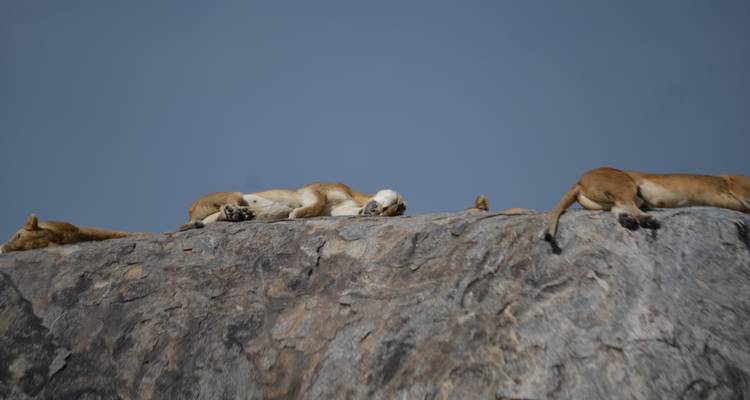 4-Days Private Luxury Safari Visiting Iconic National parks - African Polecat Safaris 10