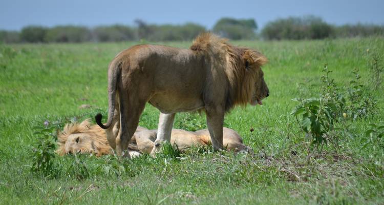 Safari privé de luxe de 4 jours dans des parcs nationaux emblématiques - African Polecat Safaris 10