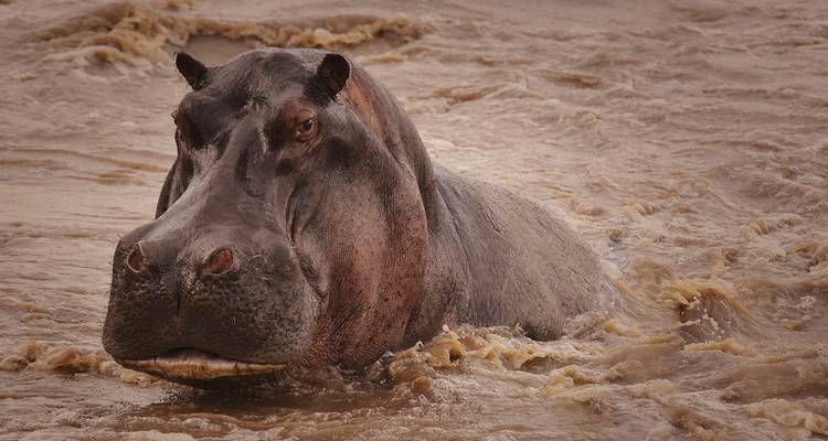 9-Days Private Safari visiting all National Parks luxury Tour - African Polecat Safaris 8