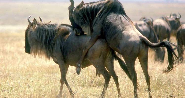 Gnous interagissant dans un environnement de prairie.