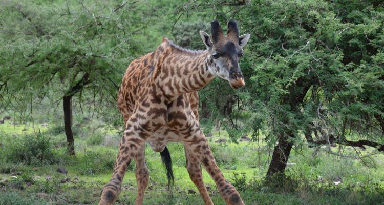 Girafe debout avec les pattes très écartées dans un environnement naturel verdoyant.