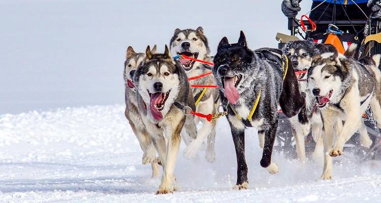Lapland - 9 Days Adventure Trip - Chamaeleon 3