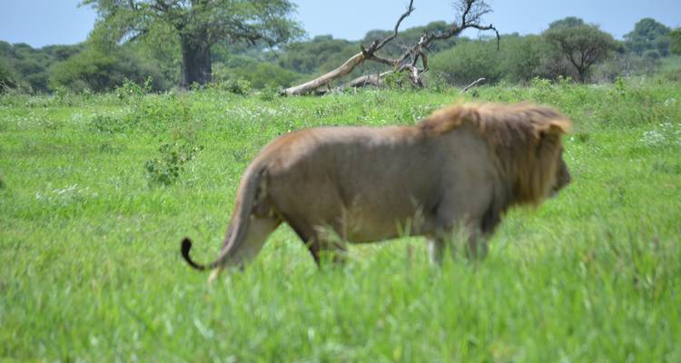 Een vage leeuw die door het grasland loopt.