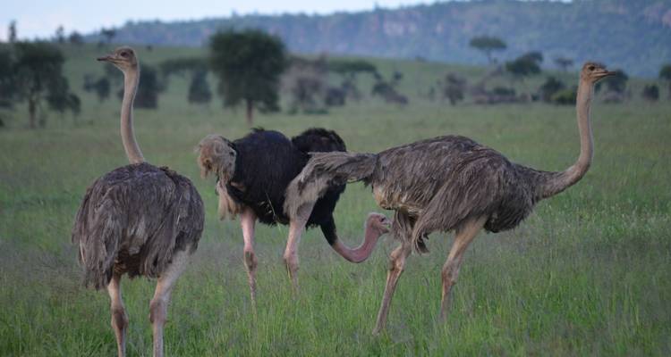 3-Days Tarangire, Ngorongoro & Lake Manyara Mid-range Lodge Safari Experience - African Polecat Safaris 9