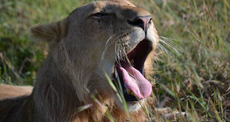 3-Days Tarangire, Ngorongoro & Lake Manyara Mid-range Lodge Safari Experience - African Polecat Safaris 10