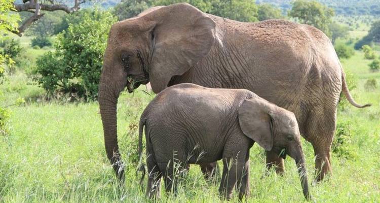 Éléphant adulte et éléphanteau broutant l'herbe vert vif de la savane