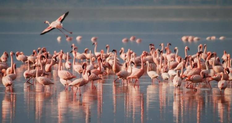 Grand groupe de flamants roses pataugeant dans les eaux calmes et réfléchissantes d'un lac sodé