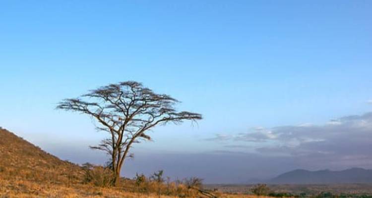 Acacia solitaire sur un coteau de savane dorée et sèche à l'aube