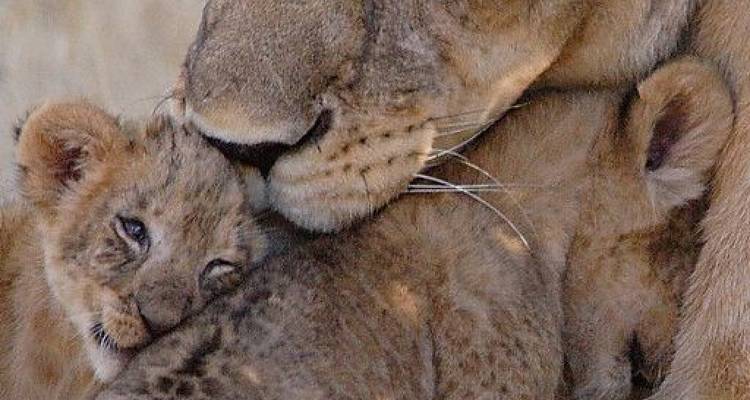 Lionne caressant tendrement ses petits espiègles dans une interaction familiale rapprochée