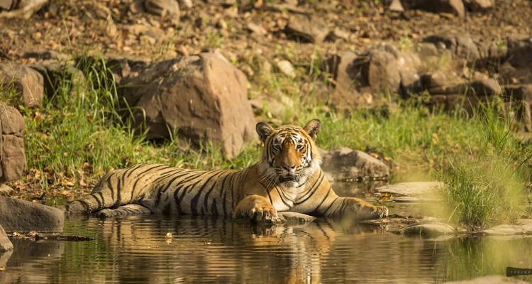 8 Days Golden Triangle Ranthambore Wildlife Safari Tour from Delhi with 4 Star Hotel - Memorable India Journeys 2