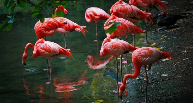 Flamingos standing in a natural water setting.
