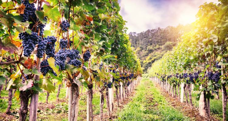 Sonnenbeschienener Weinberg mit Reihen von Weintrauben und Hügeln im Hintergrund.