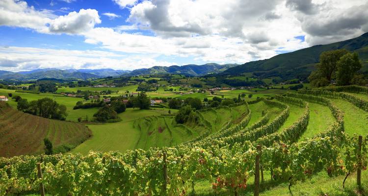 Weite Aussicht auf üppige Weinberge auf sanften Hügeln unter sonnigem Himmel.