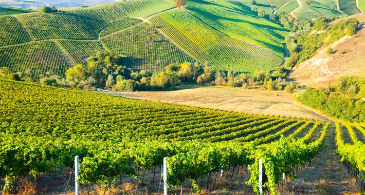 Üppige Weinbergreihen auf sanften Hügeln unter klarem Himmel.