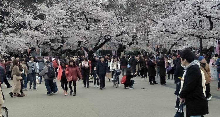 Une foule de gens sous les cerisiers en fleurs.